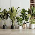 Various Green Leafy Indoor Potted Plants With Different Colored Decorative Pots 3d model