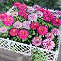 Colorful Garden Flowers In Pink Purple Red With White Lattice Fence And Green Leaves
