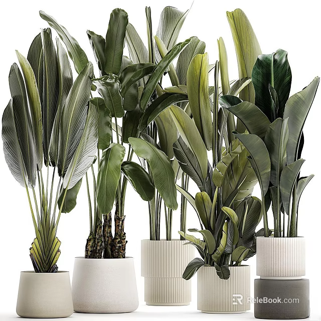 Various Types Of Potted Plants With Large Green Leaves In White Indoor Pots For Decor 3d model 