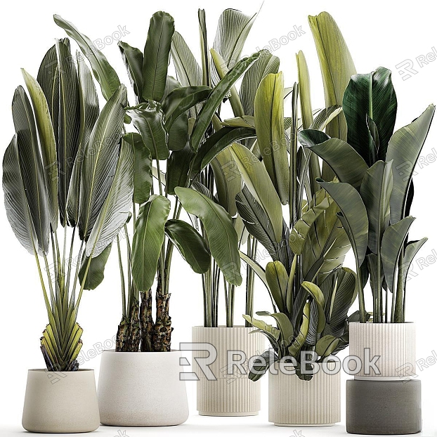 plant potted plant indoor plant green plant potted combination model