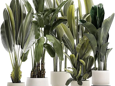 Various Types Of Potted Plants With Large Green Leaves In White Indoor Pots For Decor 3d model