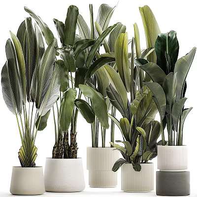 Various Types Of Potted Plants With Large Green Leaves In White Indoor Pots For Decor 3d model