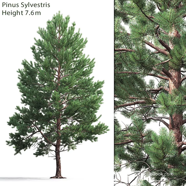 Lush Green Pine Tree Garden Decor With Dense Foliage And Sturdy Trunk For Outdoor Landscape 3d model 