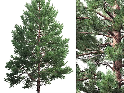 Lush Green Pine Tree Garden Decor With Dense Foliage And Sturdy Trunk For Outdoor Landscape 3d model