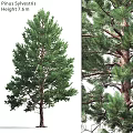 Lush Green Pine Tree Garden Decor With Dense Foliage And Sturdy Trunk For Outdoor Landscape