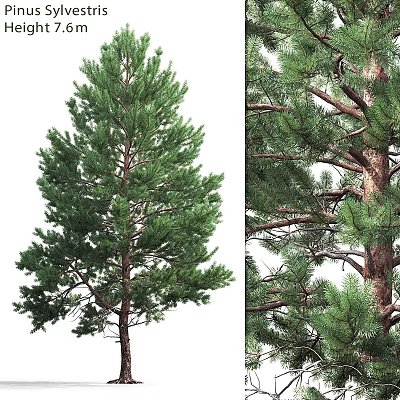 Lush Green Pine Tree Garden Decor With Dense Foliage And Sturdy Trunk For Outdoor Landscape 3d model