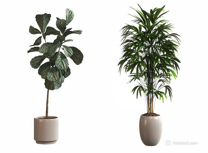 Indoor Bonsai Plants With Large Green Leaves And Slender Tropical Fronds In White Ceramic Pots 3d model 