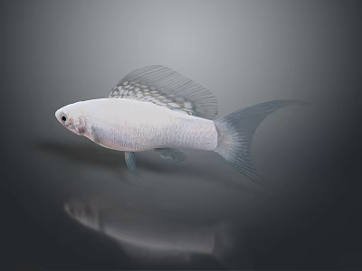White Fish With Transparent Fins Swimming In Dark Background With Reflection 3d model