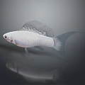 White Fish With Transparent Fins Swimming In Dark Background With Reflection