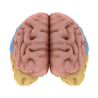 Human Brain Detailed Anatomy with Colored Lobes and Neural Structures Visualization 3d model