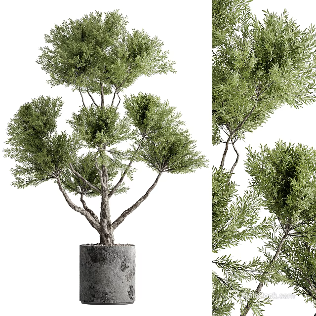 Ornamental Bonsai Plant with Thick Trunk and Lush Green Foliage for Home Decor 3d model 