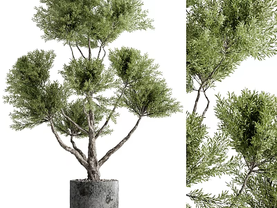 Ornamental Bonsai Plant with Thick Trunk and Lush Green Foliage for Home Decor 3d model
