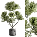 Ornamental Bonsai Plant with Thick Trunk and Lush Green Foliage for Home Decor