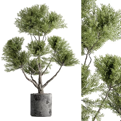 Ornamental Bonsai Plant with Thick Trunk and Lush Green Foliage for Home Decor 3d model