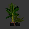 Vibrant Potted Tropical Plants With Large Green Leaves And Various Types In Orange Black Pots