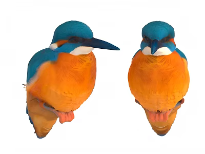 Two Colorful Kingfishers With Blue Heads And Orange Bodies Featuring Vibrant Plumage 3d model