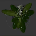 Elegant White Orchid Plant With Green Leaves In Black Glass Vase