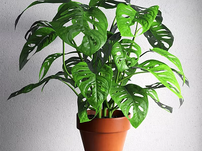 Potted Bonsai Plant With Large Green Monstera Leaves In Brown Terracotta Pot Against White Wall 3d model