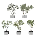 Multiple Potted Bonsai Trees In Gray Square Concrete Pots With Various Leafy Branches