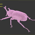 Isolated Maroon Horned Beetle with Detailed Legs on Dark Gradient Background