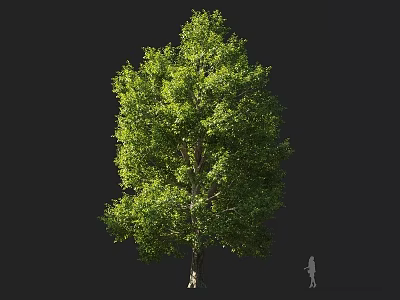 Tall Arbor With Lush Green Foliage And Thick Trunk In Outdoor Design 3d model