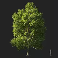 Tall Arbor With Lush Green Foliage And Thick Trunk In Outdoor Design