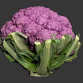 Fresh Vibrant Purple Cauliflower With Green Leaves On Dark Background