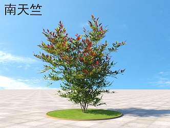 South Tianzhu Shrub Plants 3d model