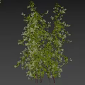 Woman Walking Beside Green Climbing Vine on White Column