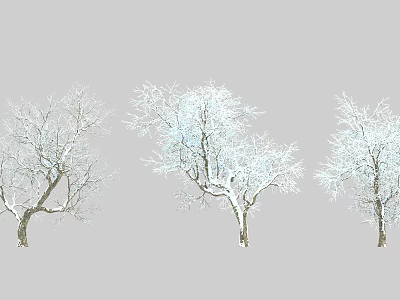 Three Snow Covered Arbor Trees Against Gray Background In Winter 3d model
