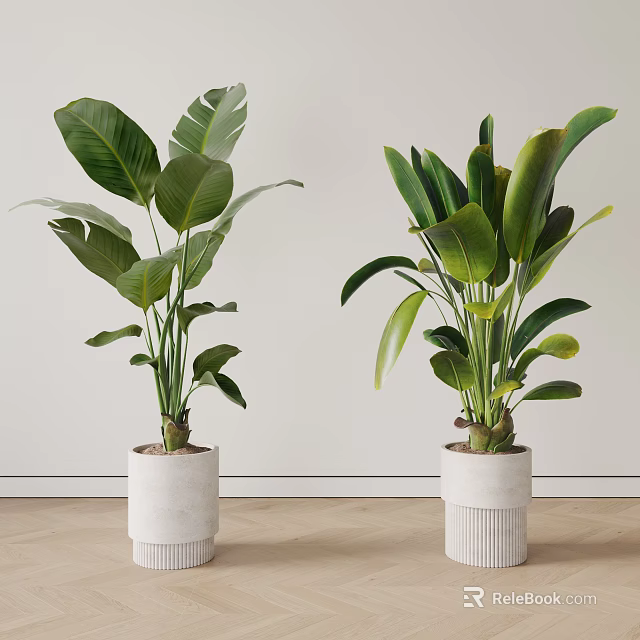 Indoor Potted Plants With Large Green Leaves In White Decorative Pots For Home Interior 3d model 