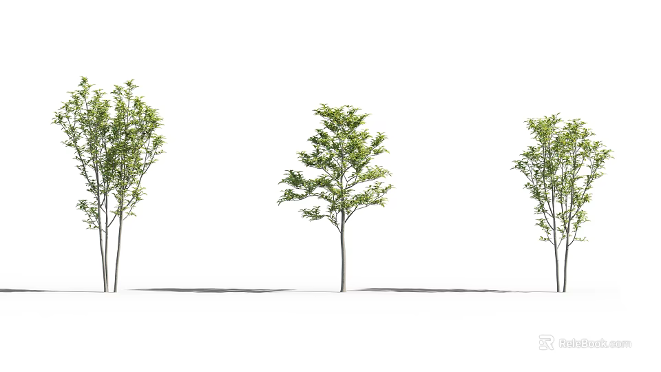 Three Slender Trunk Trees With Lush Green Leaves Against White Background 3d model