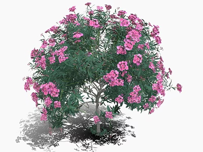 Pink Flower Tree With Edible Blossoms For Fresh Culinary Ingredients And Recipes 3d model
