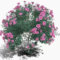 Pink Flower Tree With Edible Blossoms For Fresh Culinary Ingredients And Recipes