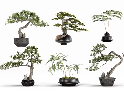 Various Bonsai Trees With Artistic Styles In Black Ceramic Pots 3d model