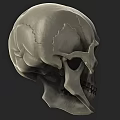 Human Skull 3D Model With Anatomical Details And White Render On Gray Background 3d model