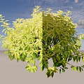 Lush Green Yellow Leaf Shrub With Round Shape For Garden Landscape Decoration