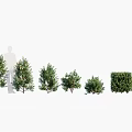 Diverse Garden Shrubs In Various Sizes And Shaped Forms For Landscaping 3d model