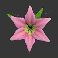 Monarch Butterfly Perched On Pink Lily With Green Stem And Leaves Against Dark Background