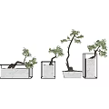 Stylish Bonsai Plants in White Square Rectangular Pots with Various Sizes and Shapes 3d model