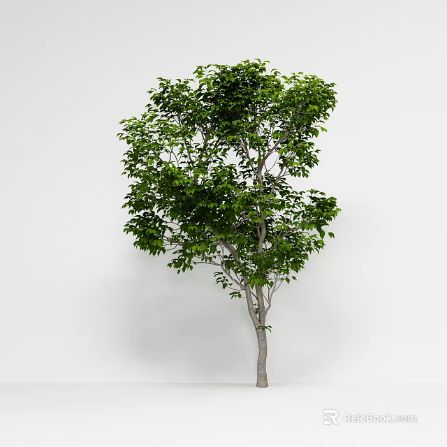 Lush Green Arbor With Thick Trunk And Dense Foliage On White Background 3d model