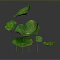 Green Lotus Leaves With Various Sizes And Vibrant Fresh Look On Gray Background