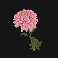 Pink Chrysanthemum Bloom With Green Leaves In Decorative Vase On Black Background