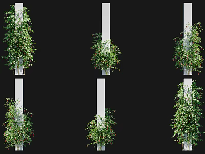 Vines Climbing White Pillars In Different Growth Stages 3d model