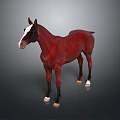 Chestnut Red Horse With White Face And Hooves Standing On Gray Background