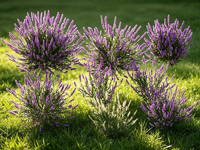 Vibrant Purple Lavender Bushes Growing In Lush Green Grass Under Warm Sunlight 3d model
