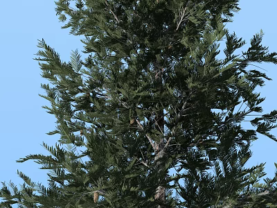 Tall Arbor With Lush Green Foliage And Thick Trunk Against Blue Sky Background 3d model