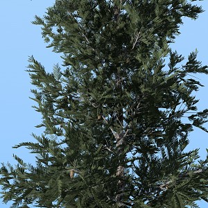 Modern Tree Pine Needle Fir Tree 3d model