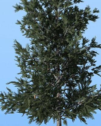 Modern Tree Pine Needle Fir Tree 3d model