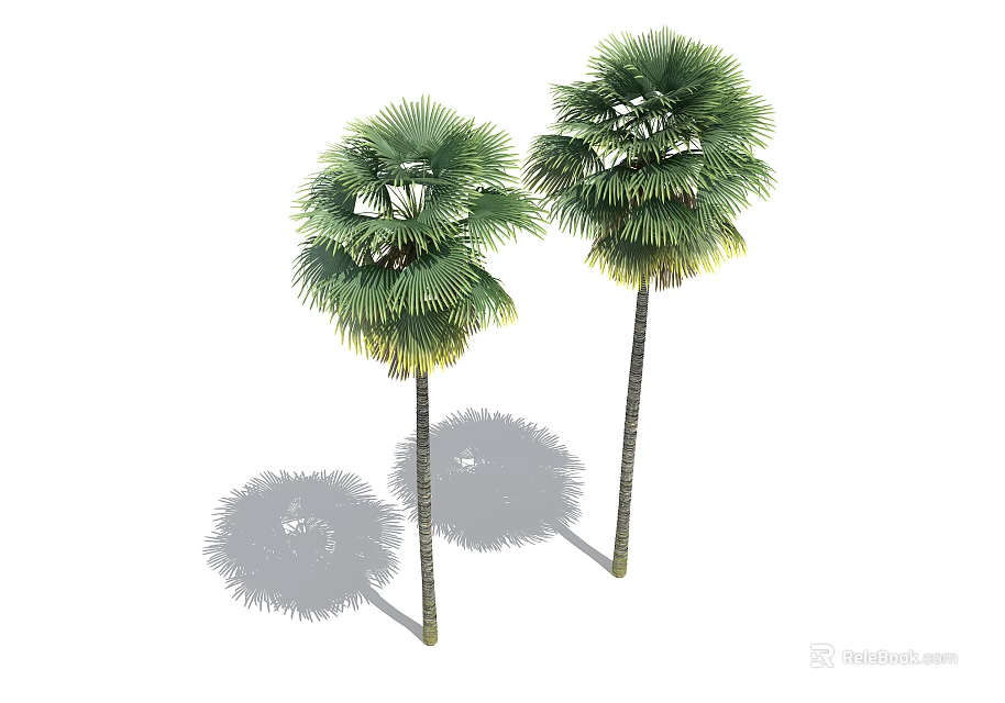 Two Tall Palms With Fan Shaped Leaves And Slender Trunks Casting Shadows 3d model 
